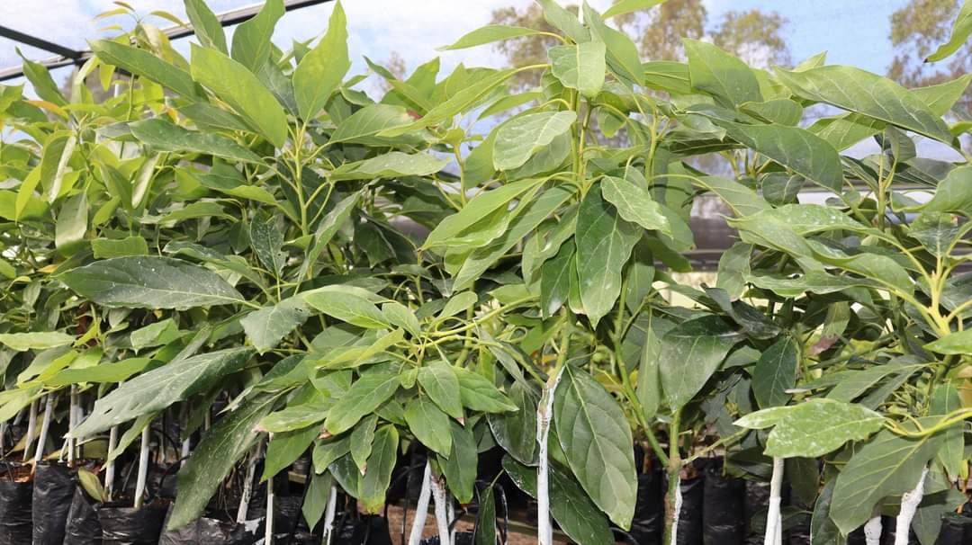 Importance of Grafting fruit seedlings